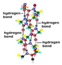 Hydrogen bonding within the alpha helix structure in proteins. 